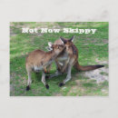 Suche nach kängurus postkarten Tiere