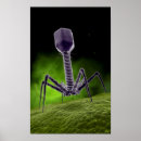 Suche nach molekularbiologie poster Mikrobiologie