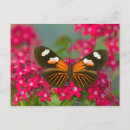 Suche nach tropischer schmetterling postkarten Darrell gulin