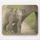 Suche nach asiatischer elefant mousepads Elephas maximus