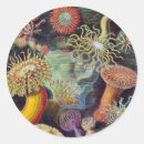 Suche nach seeanemone aufkleber Ozean