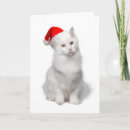 Suche nach angora postkarten Tier