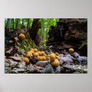 Suche nach baumstumpf poster Herbst