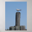 Suche nach seagull poster Tiere