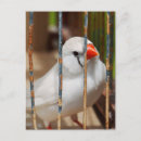 Suche nach vögel in einem käfig postkarten Haustier