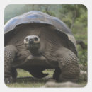 Suche nach galapagos aufkleber Reptil