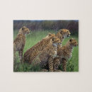 Suche nach gepard puzzle Foto
