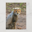 Suche nach acinonyx jubatus postkarten Natur