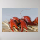 Suche nach nahaufnahme poster Fokus