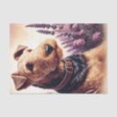 Suche nach airedale Niedliche hunde