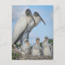 Suche nach stork postkarten Vogelvogel