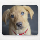 Suche nach labrador welpen mousepads Fotografie