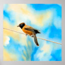 Suche nach bunter vogel poster Vögel