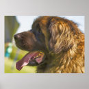 Suche nach leonberger poster Niedlich
