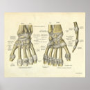 Suche nach für das handgelenk poster Anatomie