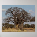 Suche nach baobab poster Africa