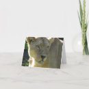 Suche nach löwin karten Wild lebende tiere