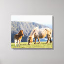 Suche nach fohlen leinwandbilder Ranch