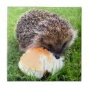 Suche nach igel fliesen Tier