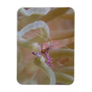 Suche nach garnele magnete Fische