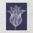 Suche nach tulip postkarten Tulpe