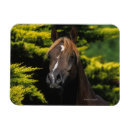 Suche nach stallion magnete Reiter