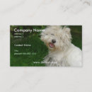 Suche nach bichons visitenkarten Welpe