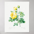 Suche nach gelbe rosen poster Für alle
