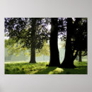 Suche nach baum silhouetten poster Morgens