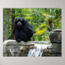 Suche nach primate poster Affen