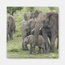 Suche nach afrikanische elefanten magnete Loxodonta africana