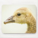 Suche nach gänse mousepads Tiere
