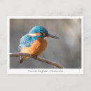 Suche nach eisvögel postkarten Eisvogel