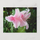 Suche nach rhododendron postkarten Rhododendren