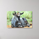 Suche nach antilope leinwandbilder Fotografie