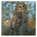 Suche nach moos fliesen Wald