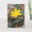 Suche nach krokus karten Blumig