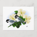 Suche nach hartriegelblüte Natur