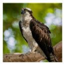 Suche nach eitelkeit poster Tierwelt