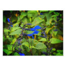Suche nach salvia poster Grün