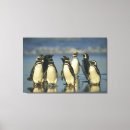Suche nach pinguin leinwandbilder Küste