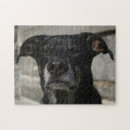 Suche nach labrador puzzle Spaß