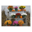 Suche nach chrysantheme Herbst