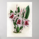 Suche nach vintage orchideen poster Botanisch