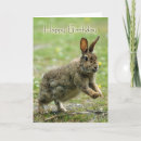 Suche nach wildes kaninchen karten Wildtiere