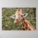 Suche nach akazie poster Giraffe