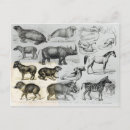 Suche nach zoologie postkarten Englisch