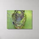 Suche nach alligator leinwandbilder Natur