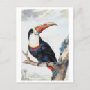 Suche nach toucan postkarten Darstellung