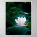 Suche nach lotos poster Jede person